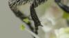 Trichius gallicus